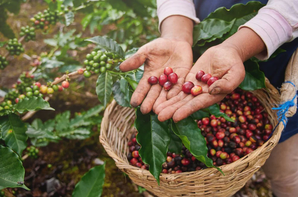 Kenya AB Coffee Beans